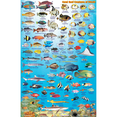 thumbnail image 3 of Franko Maps - Palau Fish ID, 3 of 3