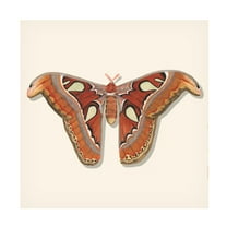 Canvas Wall Art - Michael Willett 'Watercolor Moths II' Wall Art for Living Room, Bedroom, or Office Décor by Trademark Fine Art - 14 x 14 Inches