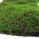 thumbnail image 3 of Simulación de césped de musgo, plantación de piel, simulación de césped, césped, planta de piedra de musgo, planta de simulación de musgo, pared de césped, 3 of 5