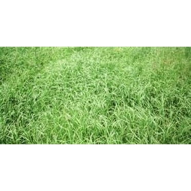 Pensacola Bahia Bulk Grass Seed (Coated) - 50 Lbs, Best for Full Sun ...