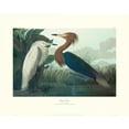 thumbnail image 2 of Audubon, John James 14x12 White Modern Wood Framed Museum Art Print Titled - Purple Heron (decorative border), 2 of 4