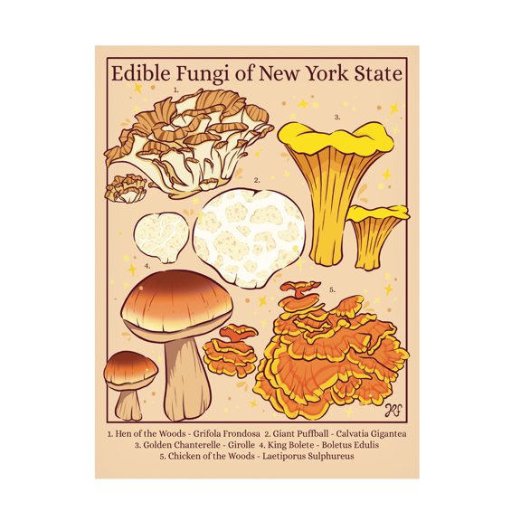 Canvas Wall Art - Rachel Feirman 'Edible Fungi of New York State' Wall Art for Living Room, Bedroom, or Office Décor by Trademark Fine Art - 14 x 19 Inches