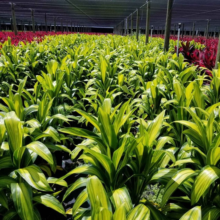 Live Green Cordyline Fruticosa Ti Leaf Plant Cutting 1 Pk (2 Logs)