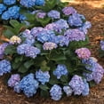thumbnail image 3 of Proven Winners ColorChoice 6" Multicolor Let's Dance Blue Jangles Reblooming Hydrangea Live Plant in 7.5" Pot, 3 of 8