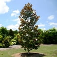 thumbnail image 4 of Little Gem Magnolia Tree, Compact Southern Evergreen with Fragrant Creamy-White Flowers, 4 of 6