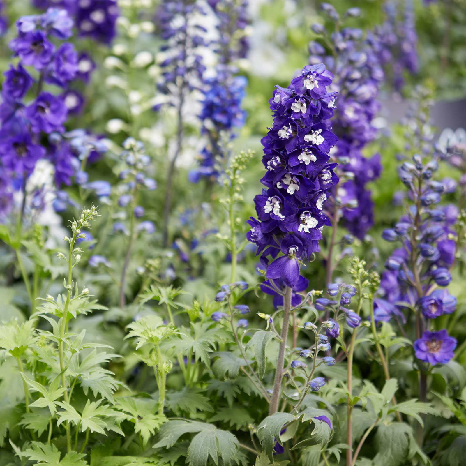  Delphinium   Flower of the Day