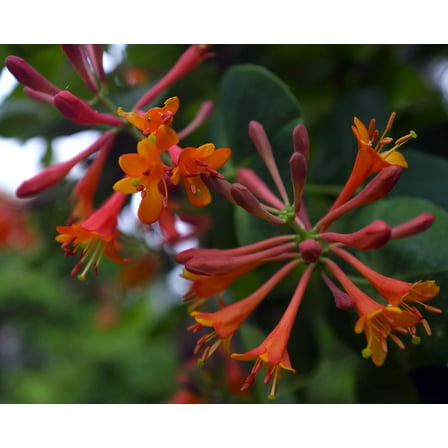 Dropmore Scarlet Honeysuckle Vine - Lonicera - 2.5"  Pot