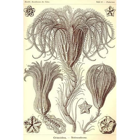Crinoids are marine animals that make up the class Crinoidea of the echinoderms Crinoidea comes from the Greek word krinon a lily and eidos form They live both in shallow water and in depths as