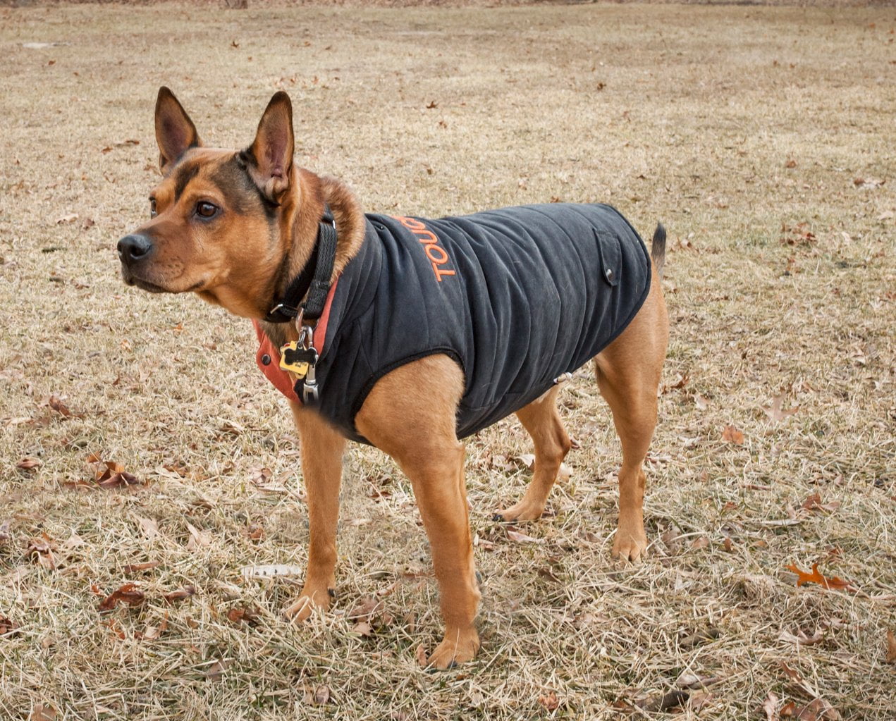 Touchdog Tough-Boutique Adjustable Fashion Dog Harness