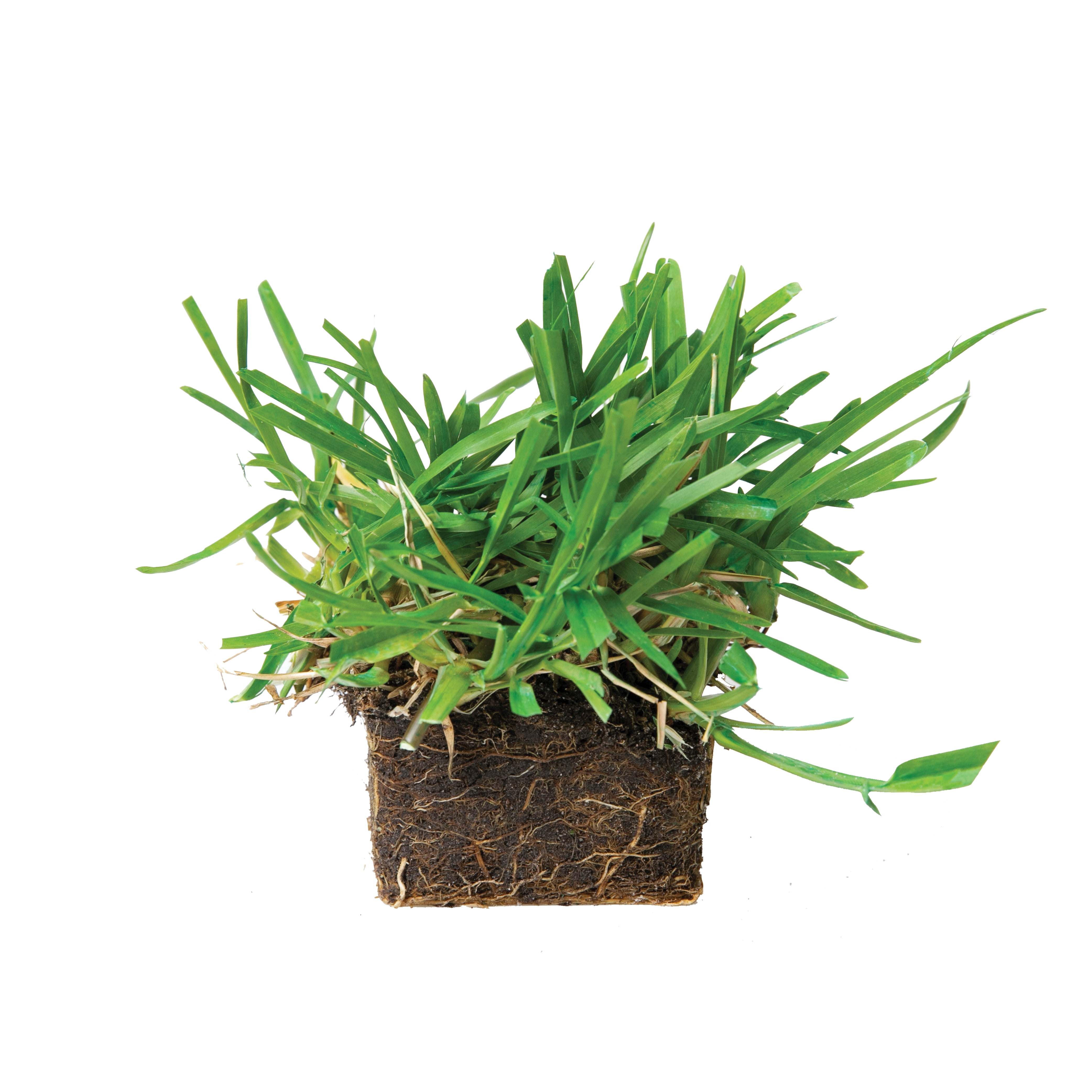 SodPods St Augustine Floratam Grass Plugs (32 Count) Natural, Affordable Lawn Improvement