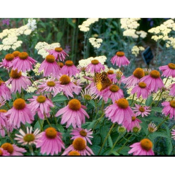 2 Kim's Knee High Coneflower/ Echinacea in 4 inch pots (one plant per pot) Deer Resistant!