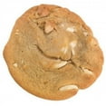 thumbnail image 2 of Prairie City Bakery Super Sized Down Home Cookies Individually Wrapped White Macadamia Nut, 3 Ounce (Pack of 12), 2 of 2