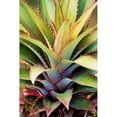thumbnail image 3 of Robertson, Leda 17x24 Black Modern Framed Museum Art Print Titled - Spiny Succulent I, 3 of 5