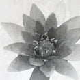 thumbnail image 3 of Kimberly, Allen 20x20 Black Modern Framed Museum Art Print Titled - Lotus 1, 3 of 5
