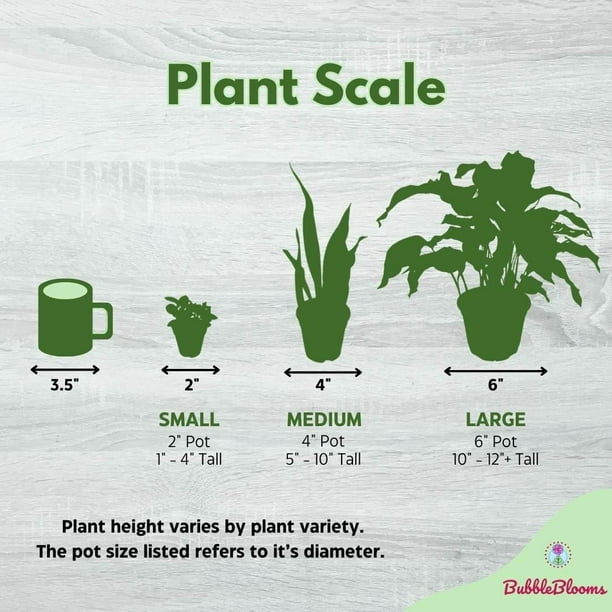 monstera jaunit Mini Monstera (Philodendron Ginny) For Sale With Care Guide