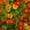 Other, variant on French Marigold Flower Garden Seeds - Disco Series - Mix - 1000 Seeds - Annual Flower Gardening Seeds - Tagetes patula