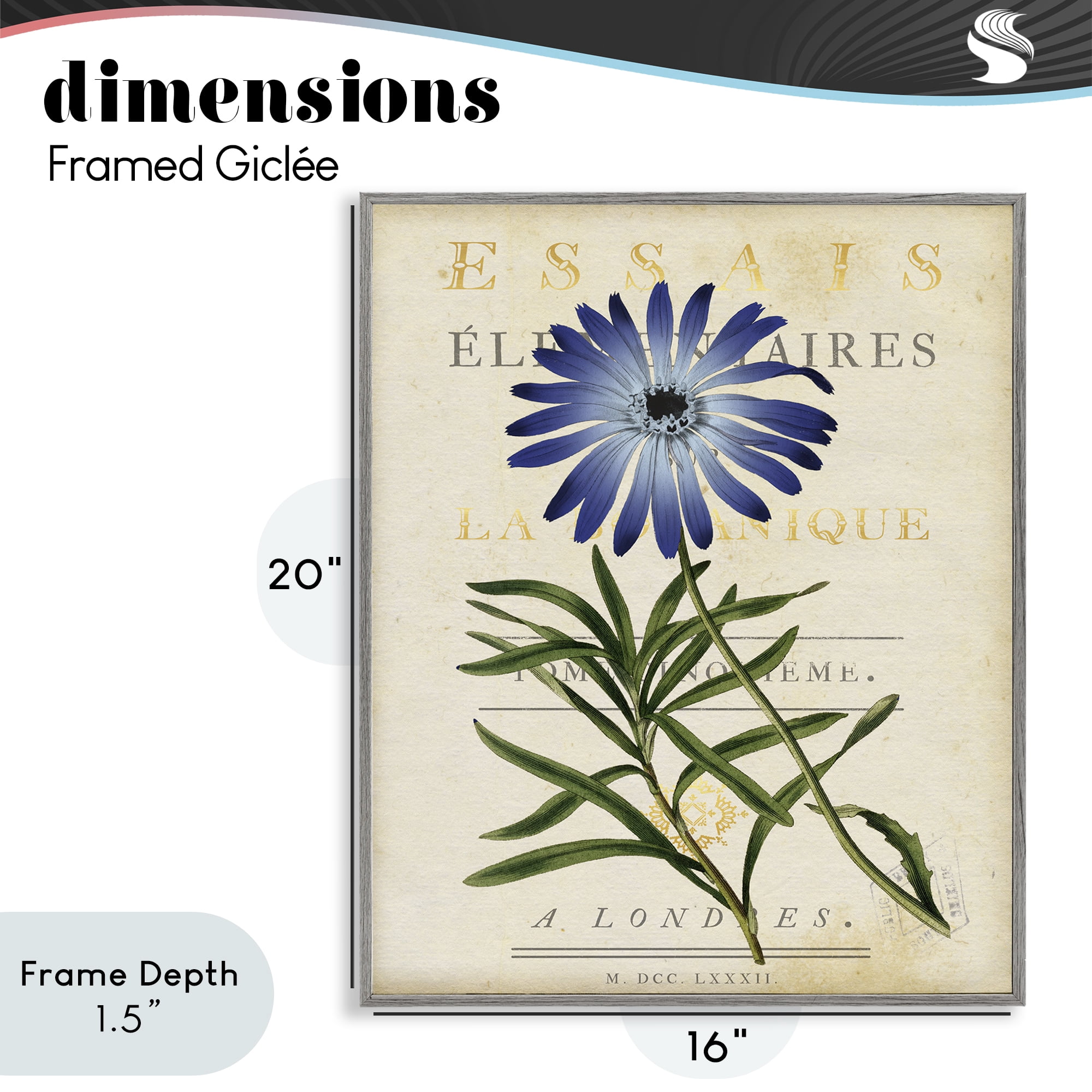Stupell Industries Natural Botany Daisy Gray Framed Giclee Art, design by Susan Arnot