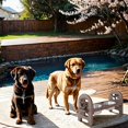 thumbnail image 3 of Noaman Adjustable Pet Bowl Travel Ready, 19x7x9.5in Collapsible HDPE Dog Bowl with 3 Height Settings, Durable Recycled Poly Lumber, Brown, 3 of 6