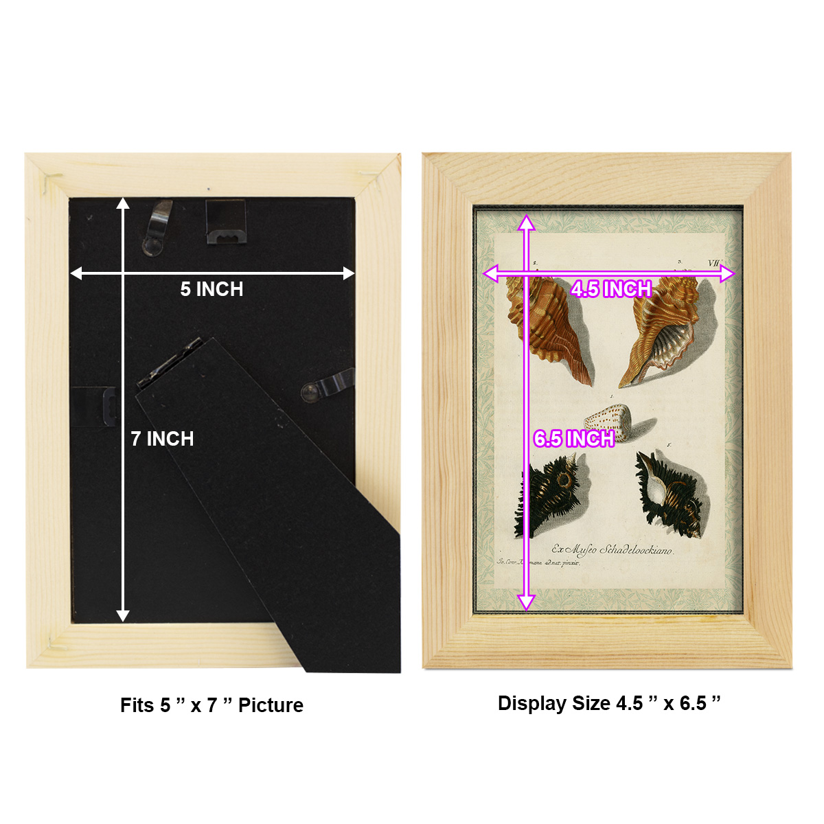 Bookplate Shells I - Framed Print w/glass - Natural Wood