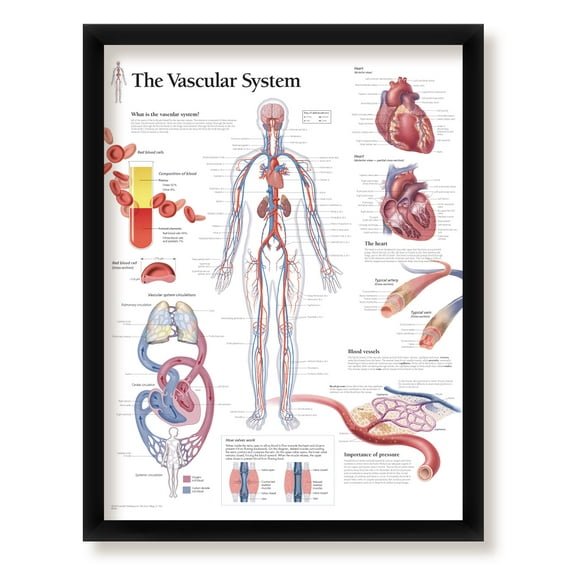 The Vascular System Framed Medical Educational Informational Poster Diagram Doctors Office School Classroom 22x28 Inches