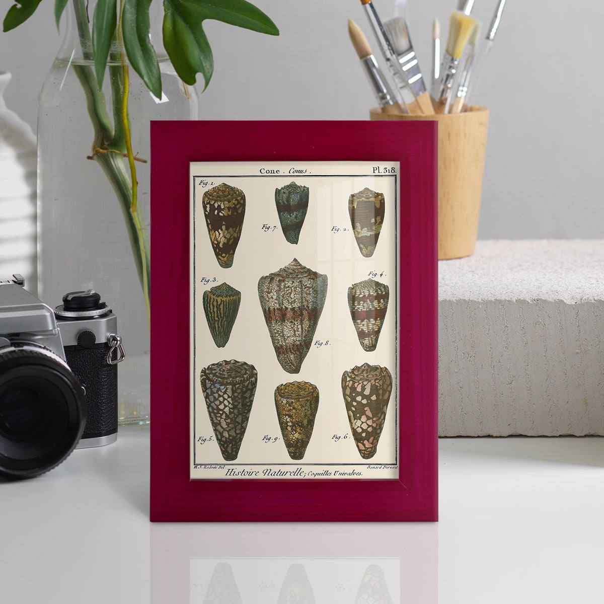 Cone Shell pl. 318 -Framed Print w/glass-Cherry Red