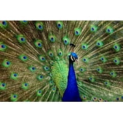 Peacock - CANVAS OR PRINT WALL ART