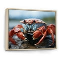 thumbnail image 2 of Designart "Guardian of the Coastal Crab" Animals Floater Framed Wall Art Print, 2 of 7
