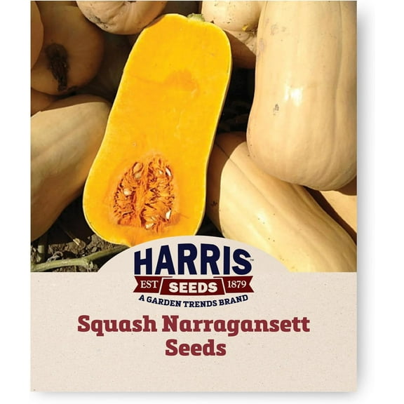 Harris Seeds - Treated Winter Squash Butternut Narragansett F1 Variety - 250 Seeds