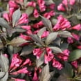 thumbnail image 2 of Weigela Spilled Wine  - 3 gal, Live Shrub, Part/Full Sun, Outdoor, Proven Winners, 2 of 4