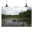 thumbnail image 2 of Print: Swampland In Rural Alabama, 2010, 2 of 4