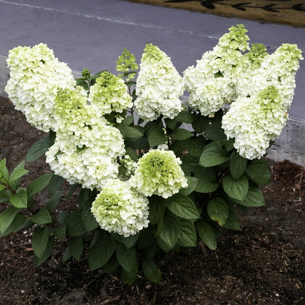 Van Zyverden Hydrangea Moonrock™ 4" Potted Rocketliners® Set of 1 Plant