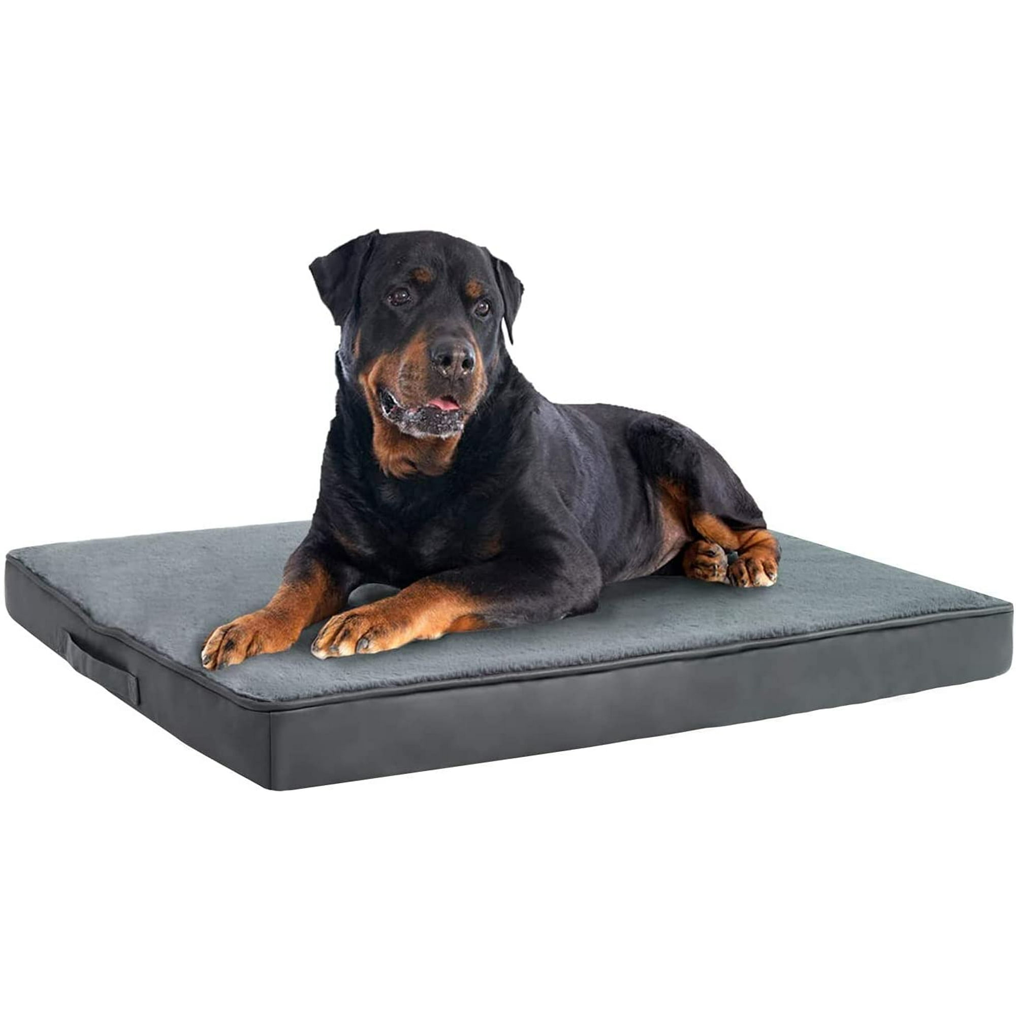 Why Do Dogs Take Shoes To Their Bed