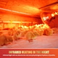thumbnail image 2 of W Heat Lamp Infra Heat Lamp Bulb for Chicks Reptile Puppies Brooder Bulb Food Service Bathroom Light Therapy Use E Base, 2 of 6