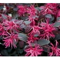 thumbnail image 2 of Loropetalum Plum Delight  2 Extra Large 3 Gallon Plants  Loropetalum Chinense VAR. Rubrum  Lush Landscaping  Garden Accent, 2 of 8
