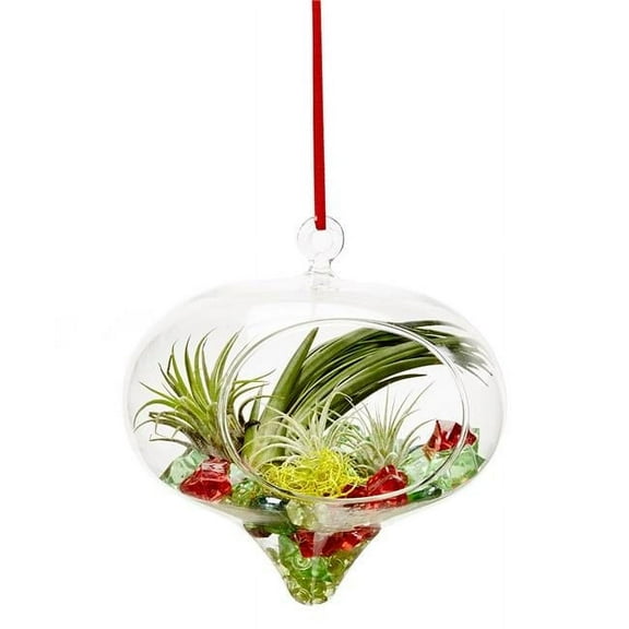 Athenas Garden LO-HCH0305-APSAPM-L-AR 5 in. Rain Drop Live Ornament Arrangement