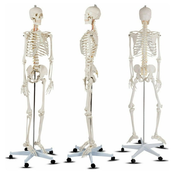 Human skeleton, rib cage and shoulder blades For sale as Framed