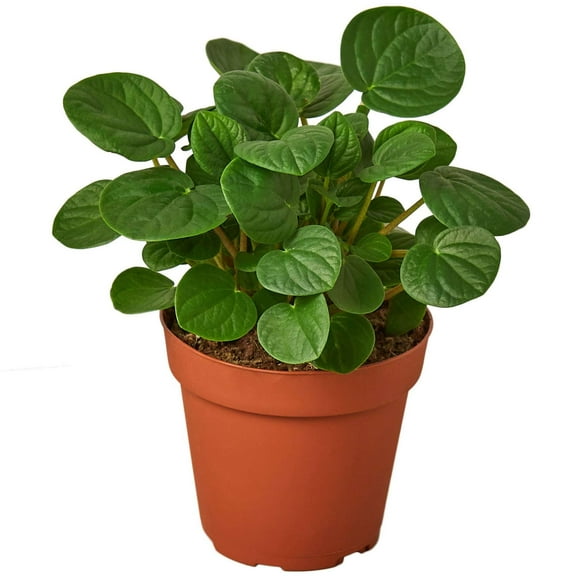 Peperomia Rana Verde Live Plant for Indoor | Different Houseplants in 4'' & 6'' Pot | Real House Plant for Living Room, Office, Desk & Bathroom | Rana Verde | Radiator Plant