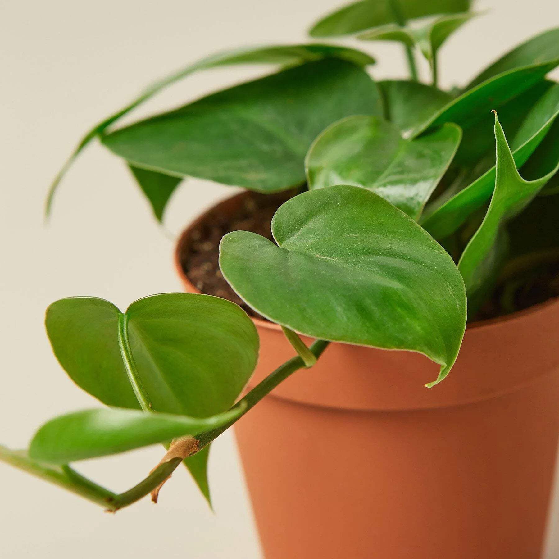 Philodendron Cordatum 'Heartleaf', 6" Pot, Indoor Houseplant, Easy Care, Live Plant for Indoor & Outdoor