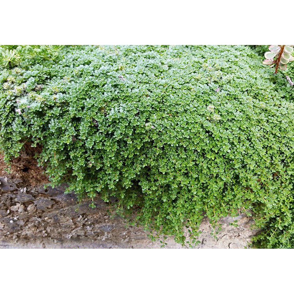 Elfin Thyme Plant Thymus minus World's Smallest Thyme Live Plant