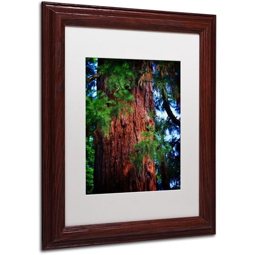 Trademark Fine Art "Giant Sequoia" Canvas Art by Philippe Sainte-Laudy, White Matte, Wood Frame
