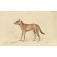 thumbnail image 2 of Charles Hamilton Smith 18x13 Black Ornate Wood Framed Double Matted Museum Art Print Titled - Dhole of Sumatra (1837), 2 of 5