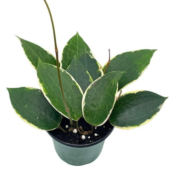 Florida House Plants Hoya Macrophylla Live Plant in 4" Pot, Very Rare