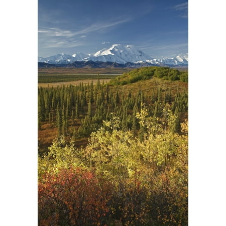 Scenic Of Fall Tundra And Yellow Aspen Trees With Mt Mckinley In The Background Near Wonder Lake Campground Denali National Park Alaska Stretched Canvas - John Delapp  Design Pics (12 x (Best Campgrounds Near Pictured Rocks)