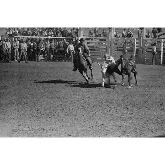Wild Steer Wrestling-Fine Art Canvas Print (20" x 30")