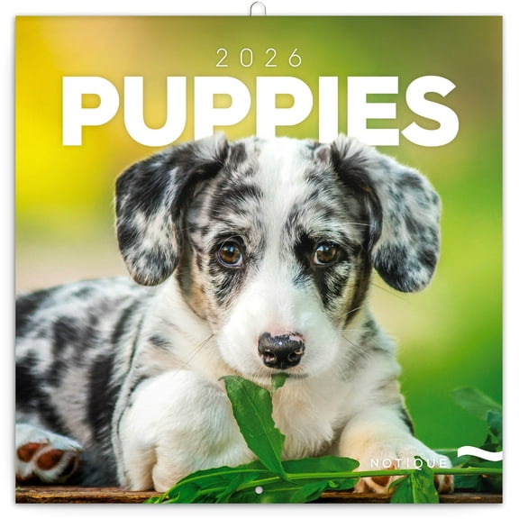 Calendar 2025-2026 Playful Puppies Wall Planner, Lovable Dog Organizer, 16-Month Hanging Schedule Sep 2025–Dec 2026, 12x12 in