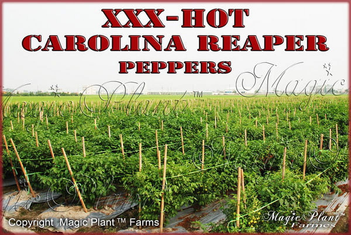 Carolina Reaper Powder / Carolina Reaper Pepper(1lb) Hottest Chili Powder