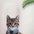 thumbnail image 2 of Pet Collar For Dog & Cat  Reflective Cat Collar With Bell  Dog Collar With Cartoon Cat Head, 2 of 7