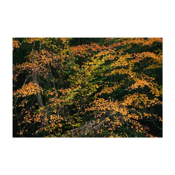 Minnewaska Autumn 02 - New York Photography Autumn Nature Forest Botanical Scenic Landscape Floral Unframed Wall Art Print 5 x 7 inches