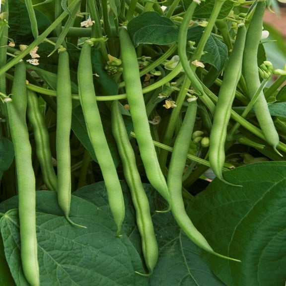 TomorrowSeeds - Burpee Stringless Green Bean Seeds - 30 Count - For 2026 Planting USA Garden