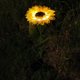 thumbnail image 2 of Paquete de 2 luces solares de estaca para jardín, luces de girasol para exteriores, luces LED alimentadas por energía solar para decoración de caminos de jardín de césped, amarillo, 2 of 5